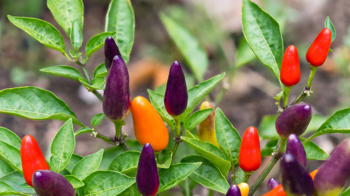 The scale of chili peppers: ranking from the most neutral to the strongest