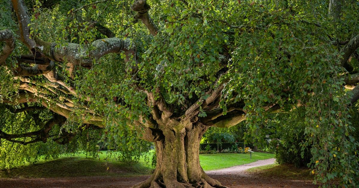 Where are the 3 most beautiful trees in France?